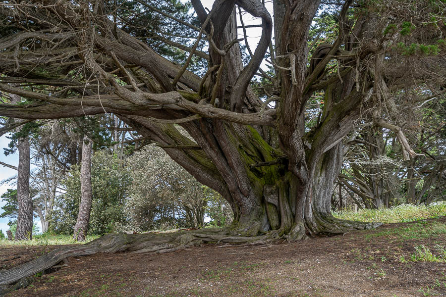 GR 34, Saint-Pierre-Quiberon, Kerhostin : vieil arbre