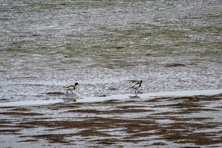 GR 34, Plouharnel : baie à marée basse, tadornes de Belon (Tadorna tadorna)