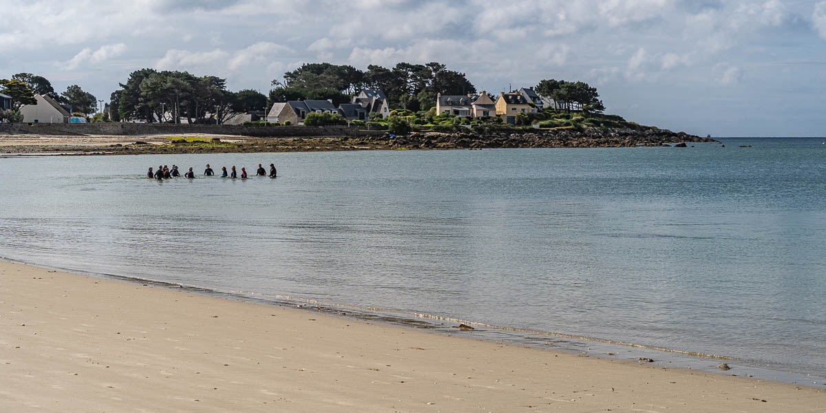 GR 34, Carnac : plage et pointe St-Colomban, troupeau de longe-côtes
