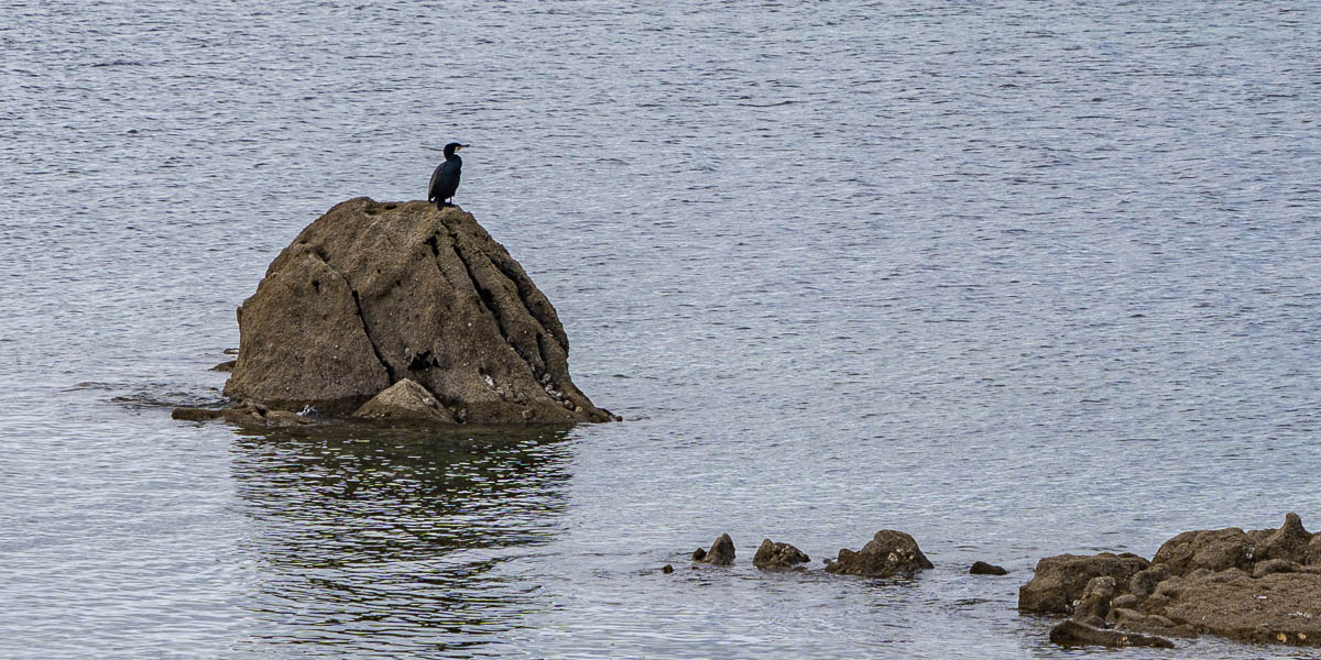 GR 34, Carnac, plage de Ty-Bihan : grand cormoran (Phalacrocorax carbo)