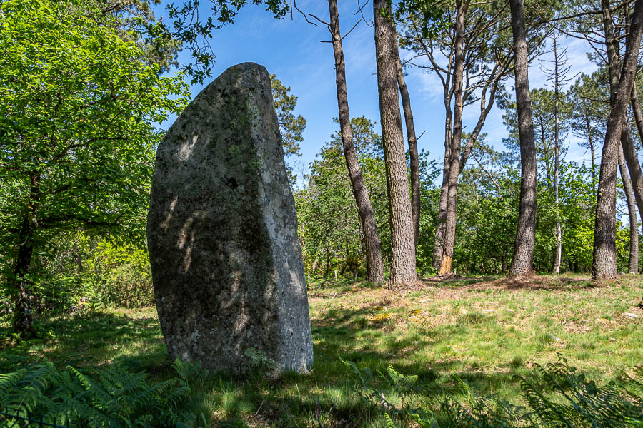 Carnac : alignements de Kerleskant