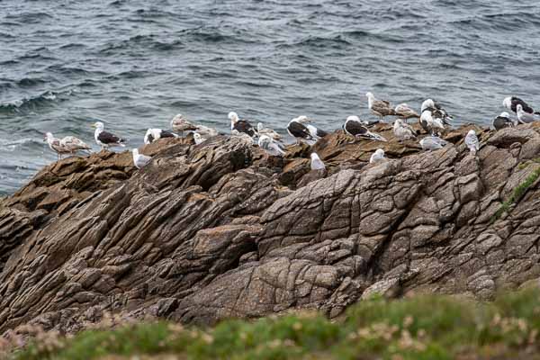 Côte Sauvage de Quiberon : colonie de goélands argentés