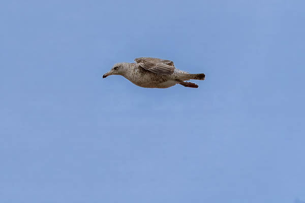 Côte Sauvage de Quiberon : goéland argenté (Larus argentatus) juvénile