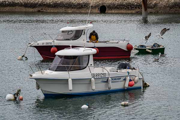 Quiberon, Port-Maria : pêcheur et goélands