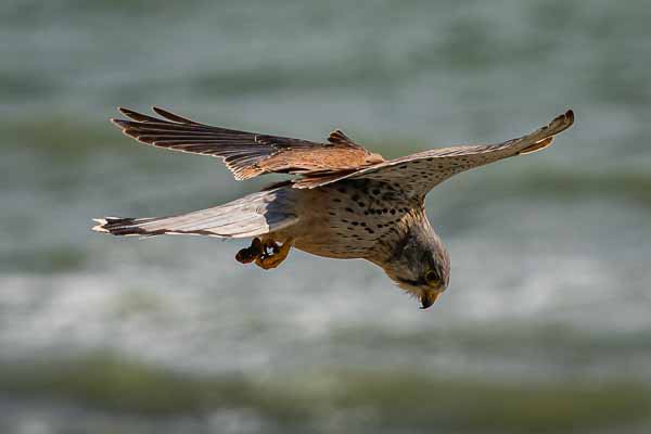 Quiberon, Saint-Julien : faucon crécerelle (Falco tinnunculus) en vol stationnaire
