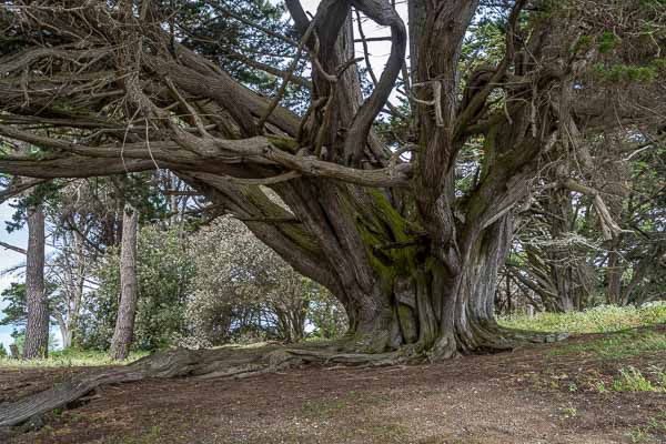 Saint-Pierre-Quiberon, Kerhostin : vieil arbre