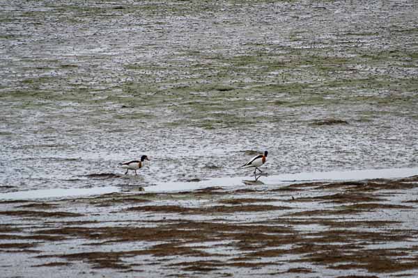 Plouharnel : baie à marée basse, tadornes de Belon (Tadorna tadorna)