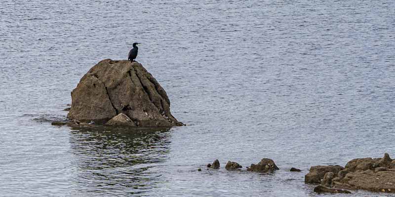 Carnac, plage de Ty-Bihan : grand cormoran (Phalacrocorax carbo)