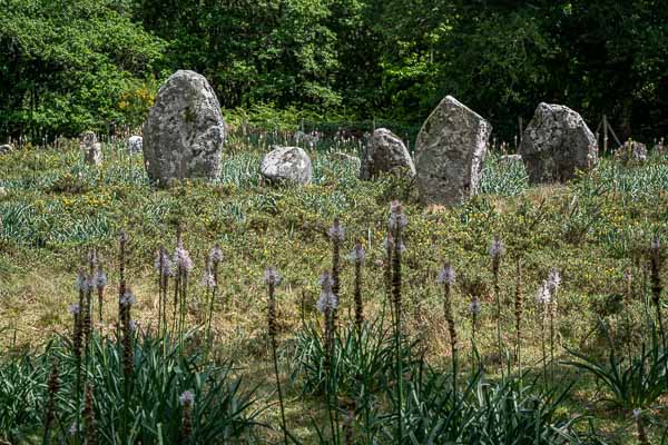 Carnac : alignements de Kermario
