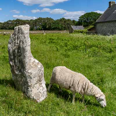 Carnac : alignements de Kermario, mouton