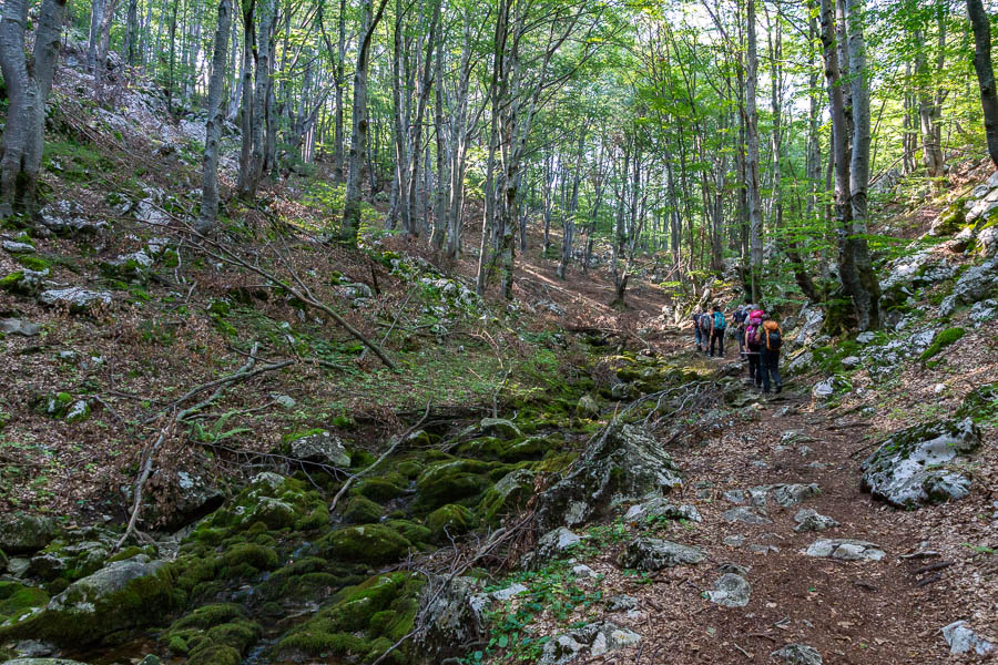 Massif de Vratsa : torrent en sous-bois