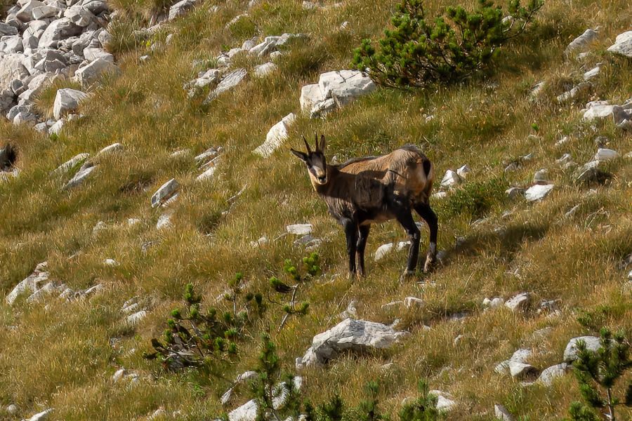 Massif de Pirin : chamois