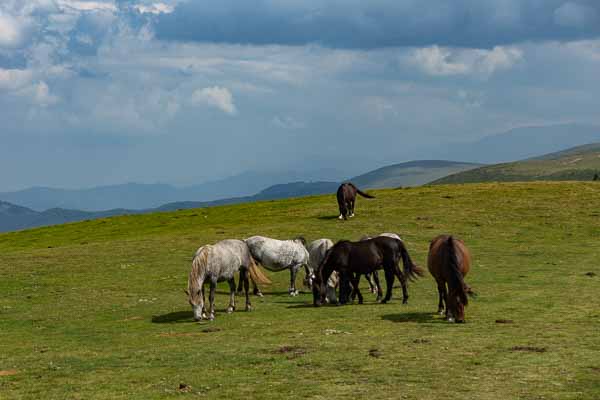 Crête du Balkan : chevaux