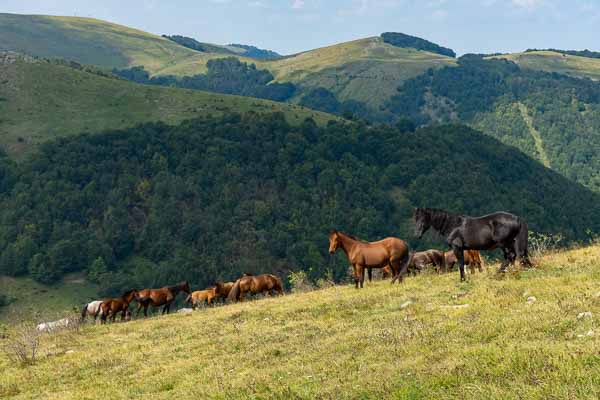 Massif de Vratsa : chevaux