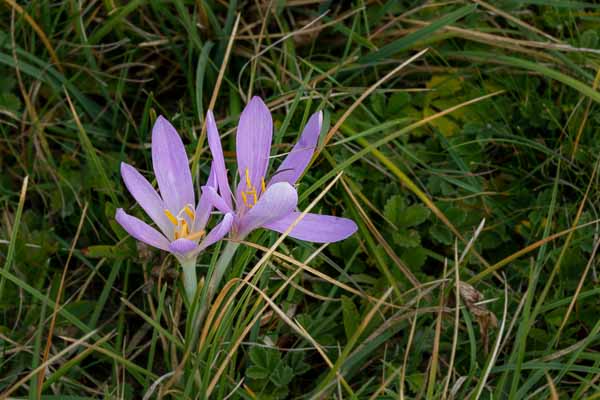 Massif de Vratsa : colchique d'automne (Colchicum autumnale)