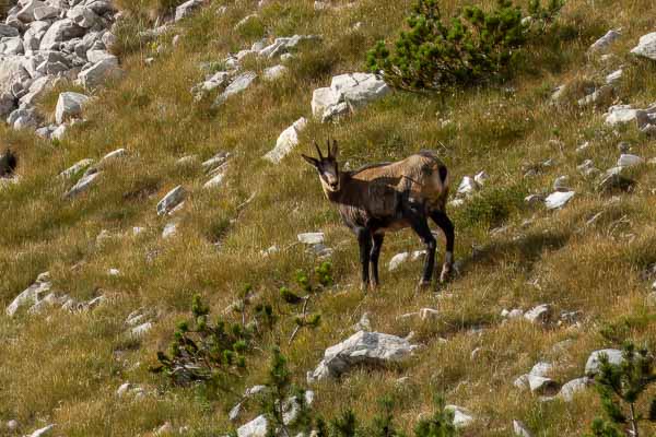 Massif de Pirin : chamois
