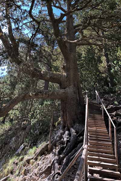 Pin de Baikushev : pin de Bosnie (Pinus heldreichii) vieux de 1300 ans