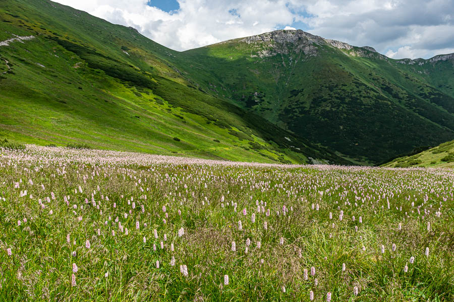 Tatras blanches