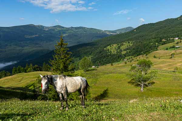 Cheval devant le Bliznika et Dragobrat