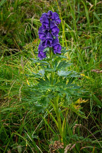 Aconit napel (Aconitum napellus)