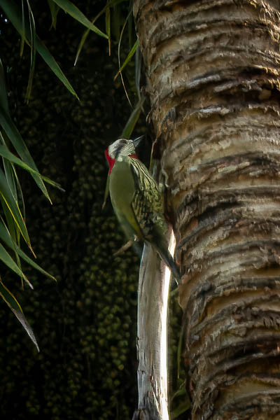 Baracoa : pic