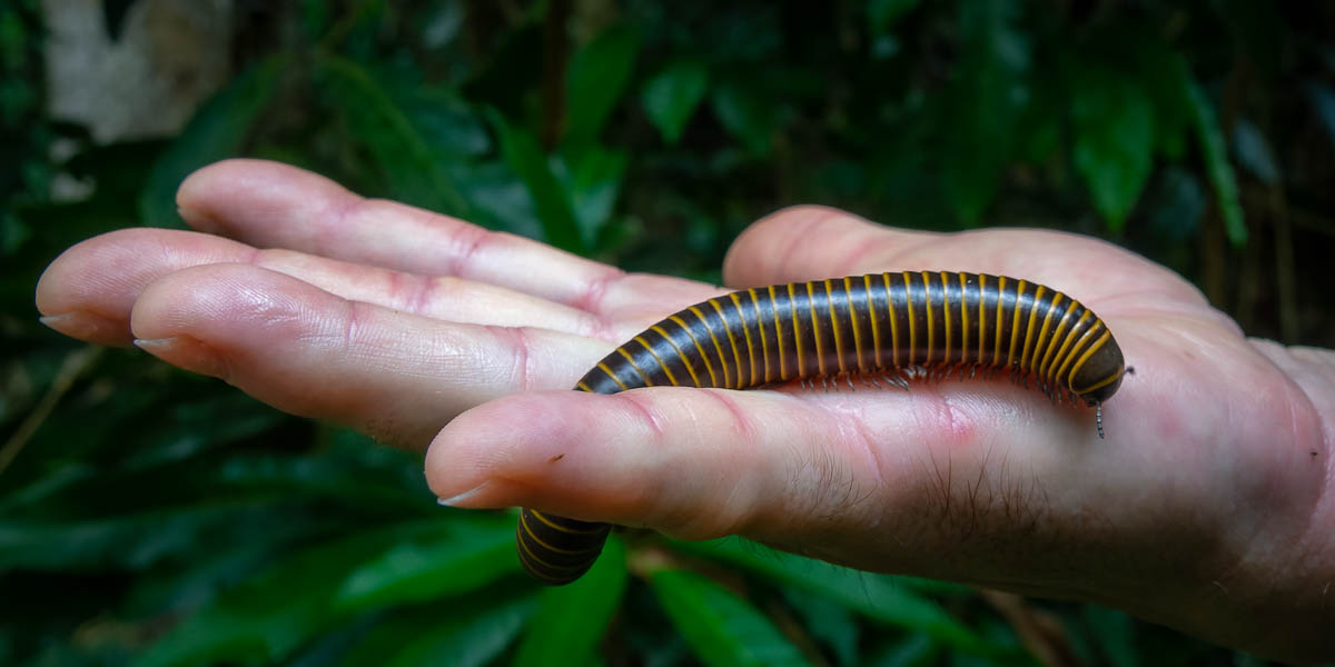 Baracoa : mille-pattes