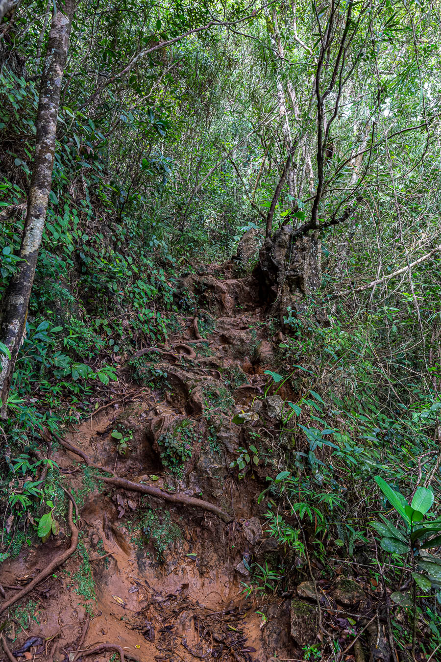 Baracoa : sentier raide et boueux vers le Yunque