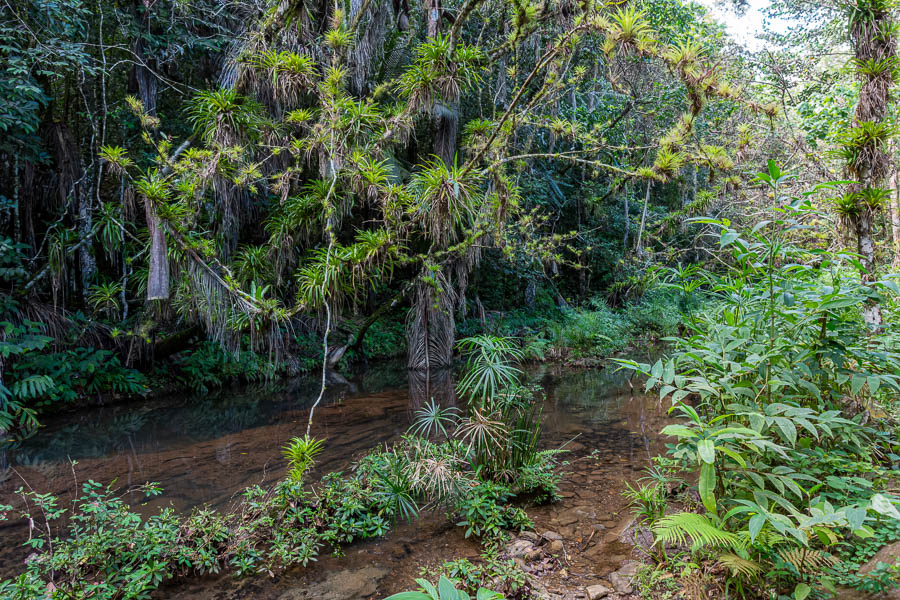 Réserve de Banao : broméliacées épiphytes