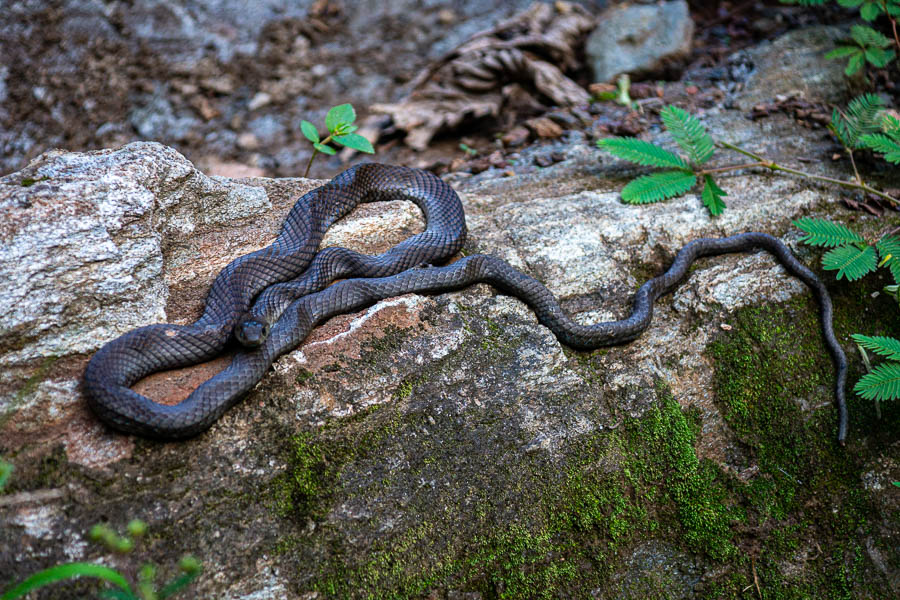 Réserve de Banao : serpent