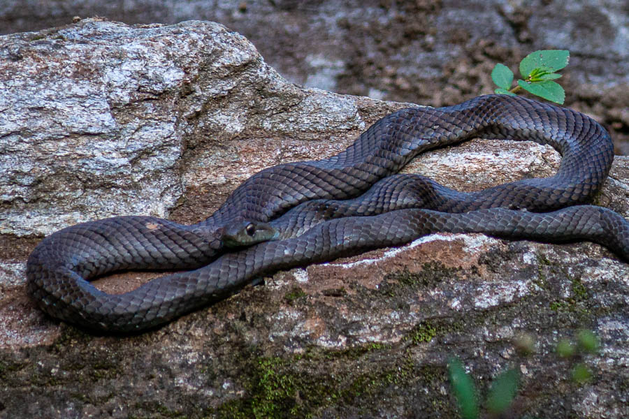 Réserve de Banao : serpent