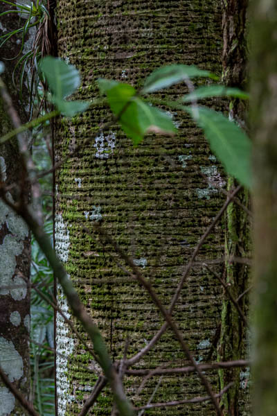 Réserve de Banao : arbre à trous