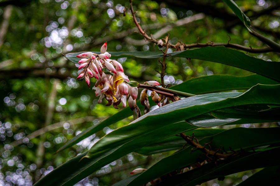 Gingembre coquille (Alpinia zerumbet)