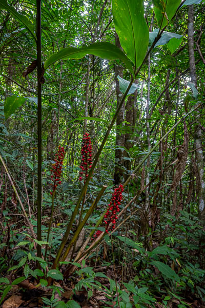 Réserve de Banao : gingembre rouge (Alpinia purpurata)