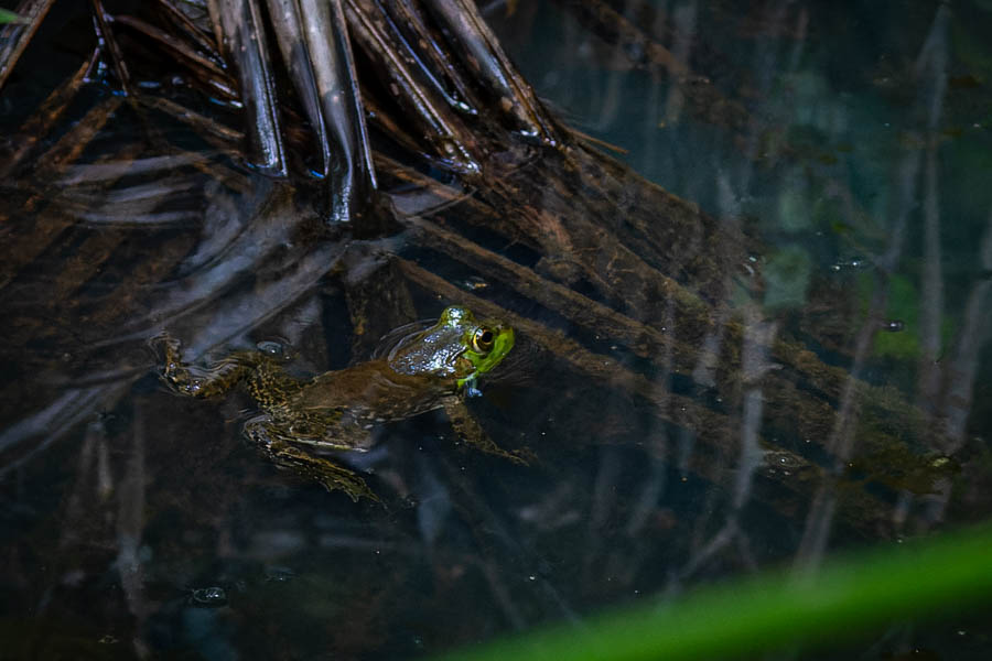 Réserve de Banao : grenouille