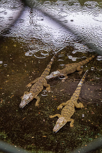 Ferme aux crocodiles : bébés crocodiles
