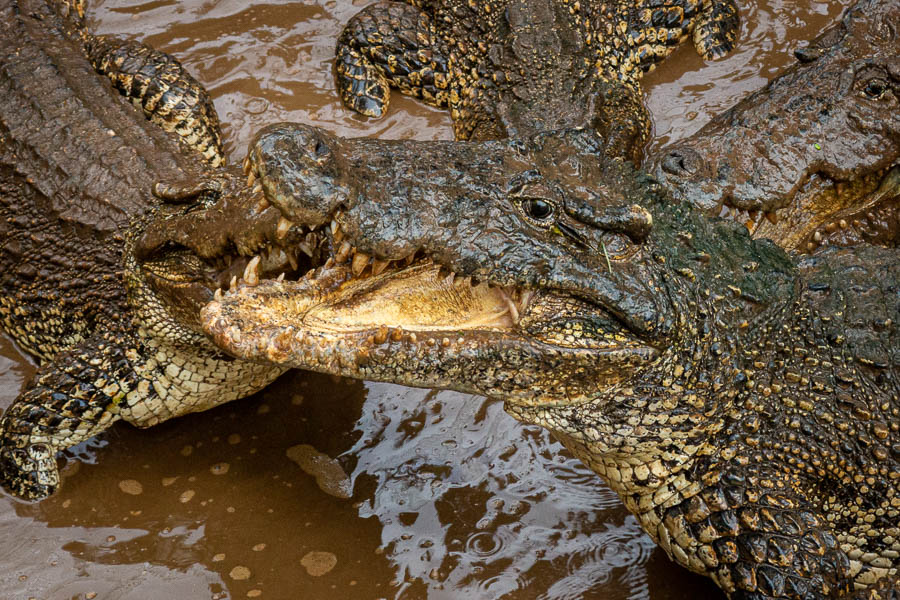 Ferme aux crocodiles : crocodiles adultes