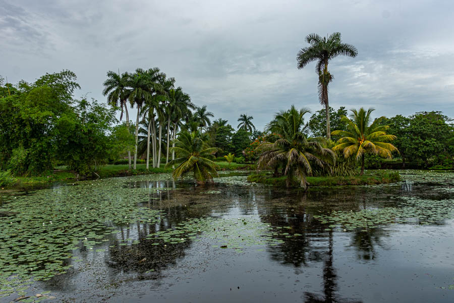 Ferme aux crocodiles : lac aux nénuphars