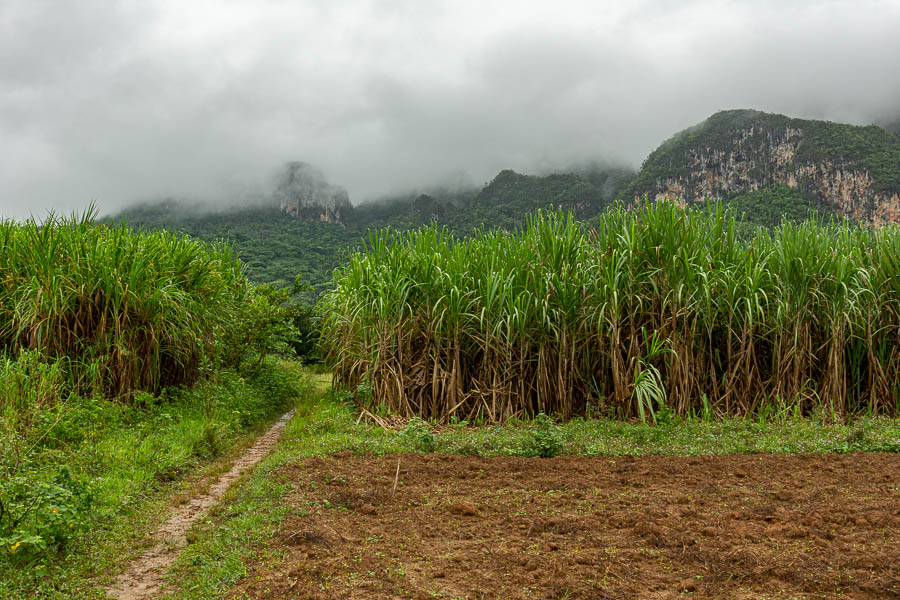 Viñales : cannes à sucre