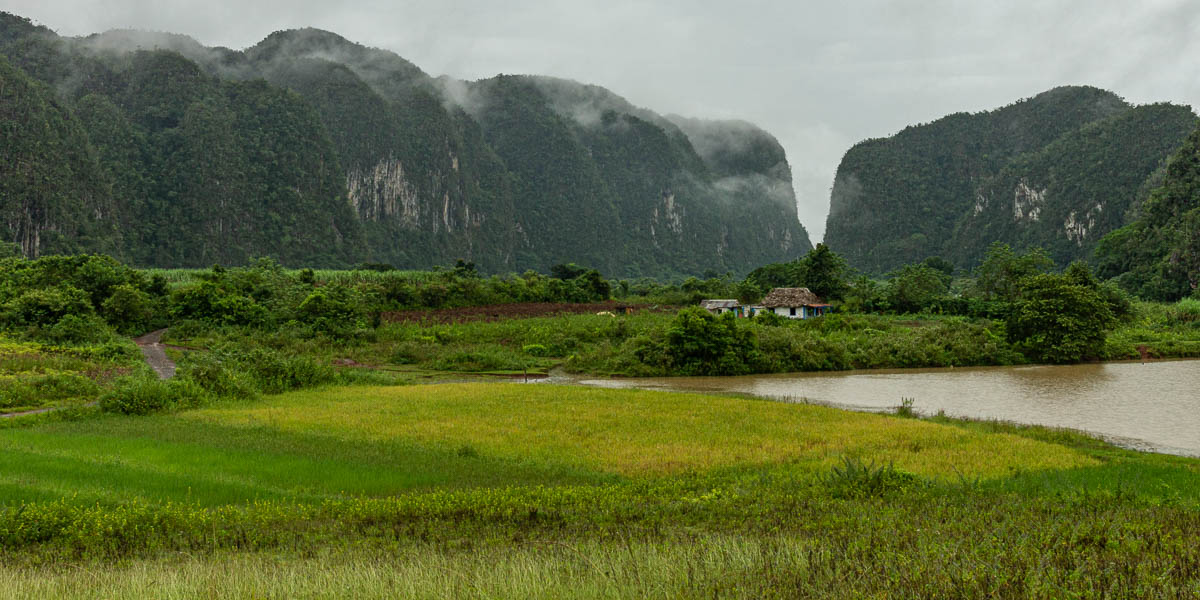 Viñales : rizière et mogote