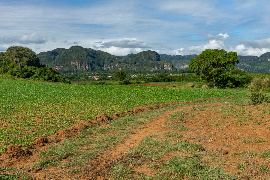 Viñales : champ et mogote