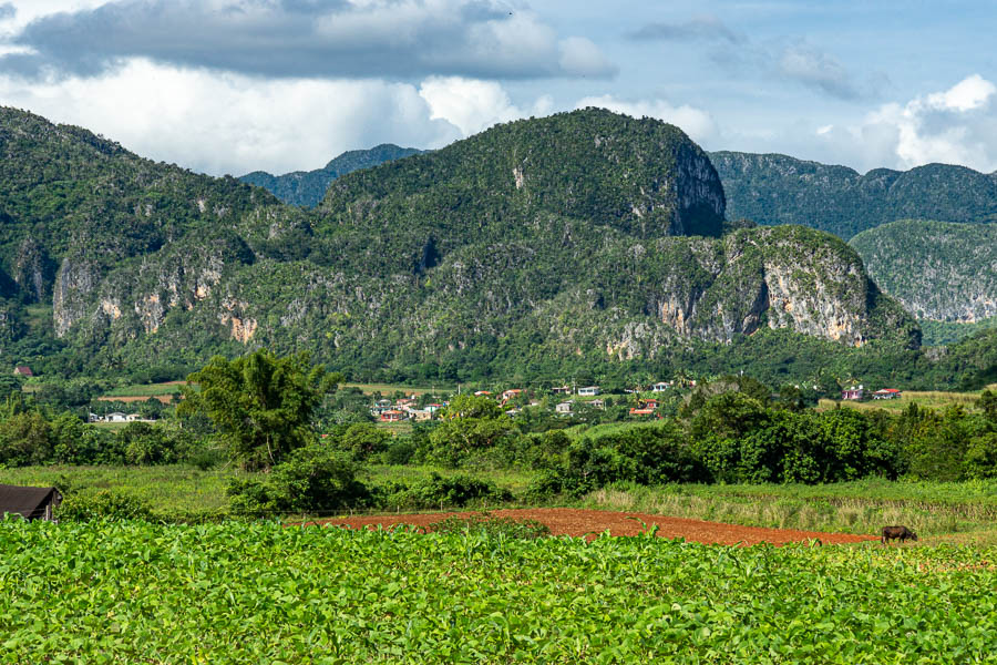 Viñales : champ et mogote