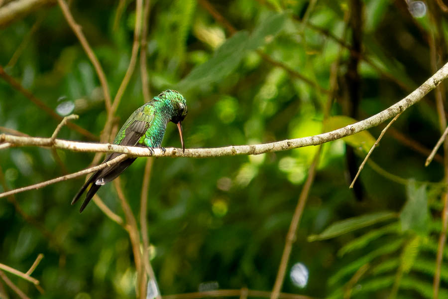 Viñales : colibri, émeraude de Ricord (Chlorostilbon ricordii)