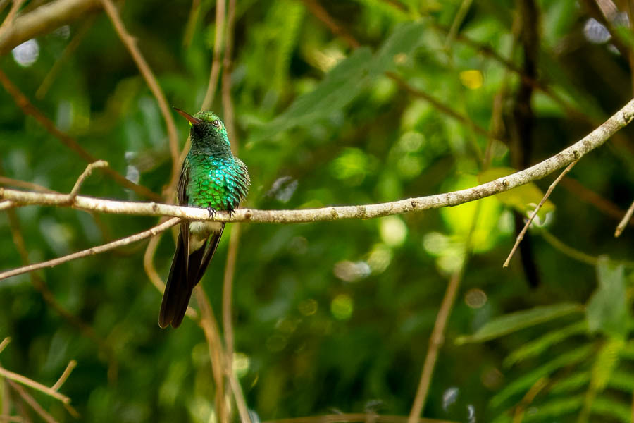 Viñales : colibri, émeraude de Ricord (Chlorostilbon ricordii)
