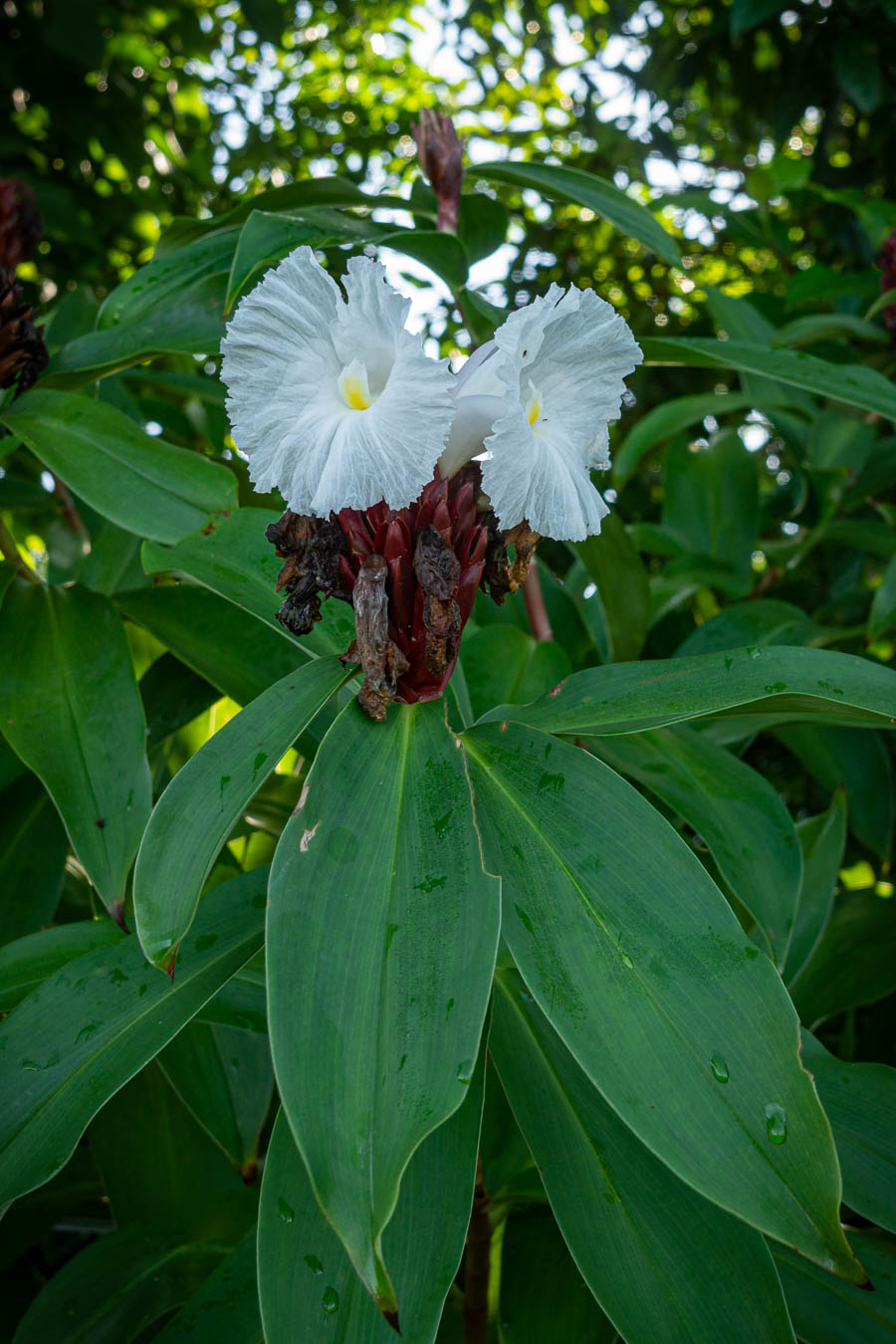 Viñales : fleur de coste (Cheilocostus speciosus)