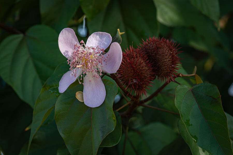 Viñales : fleur de roucou (Bixa orellana)