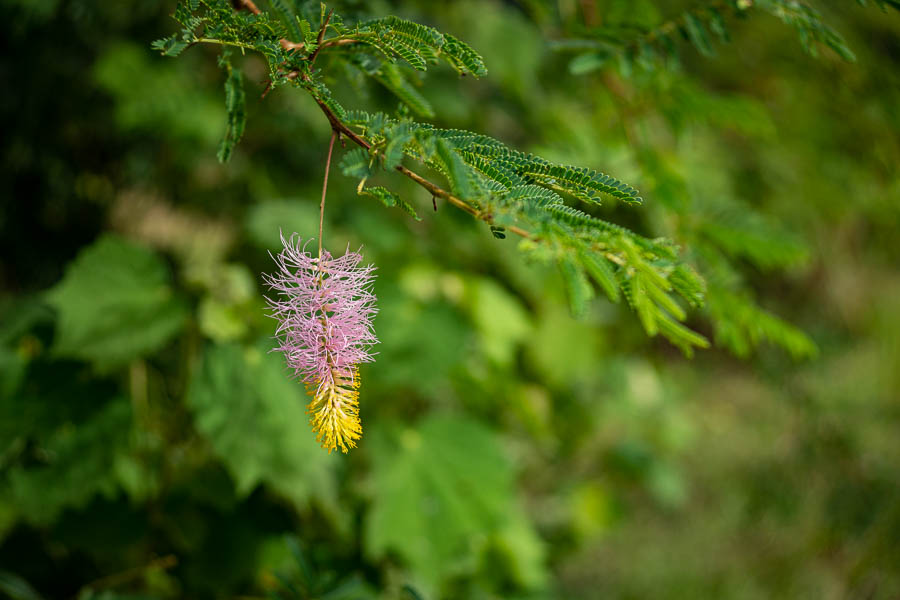 Viñales : fleur (Dichrostachys cinerea)