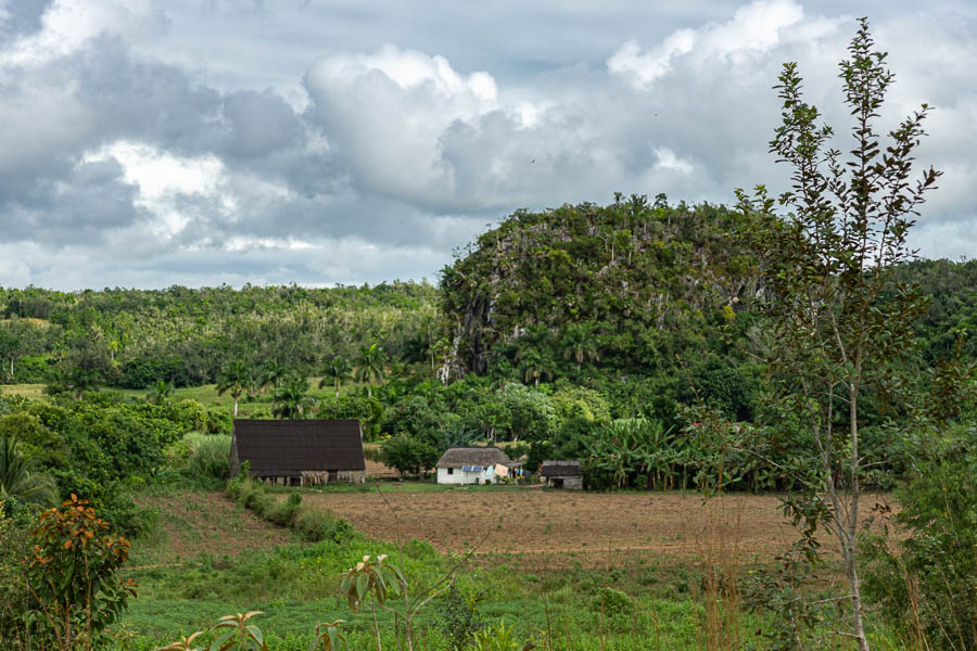 Viñales :ferme tabacole