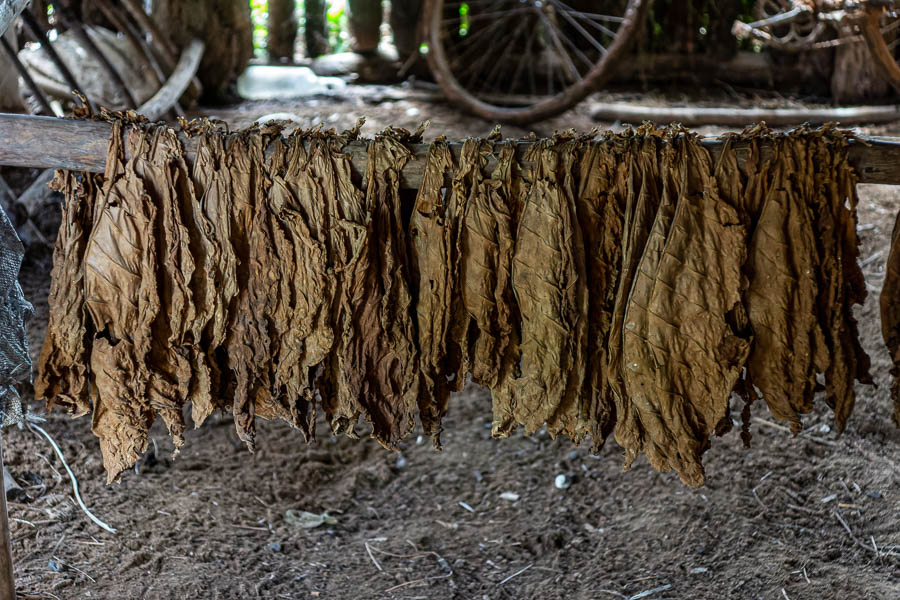 Viñales : séchoir à tabac