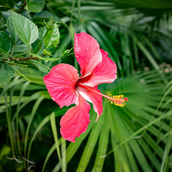 Mil Cumbres : hibiscus