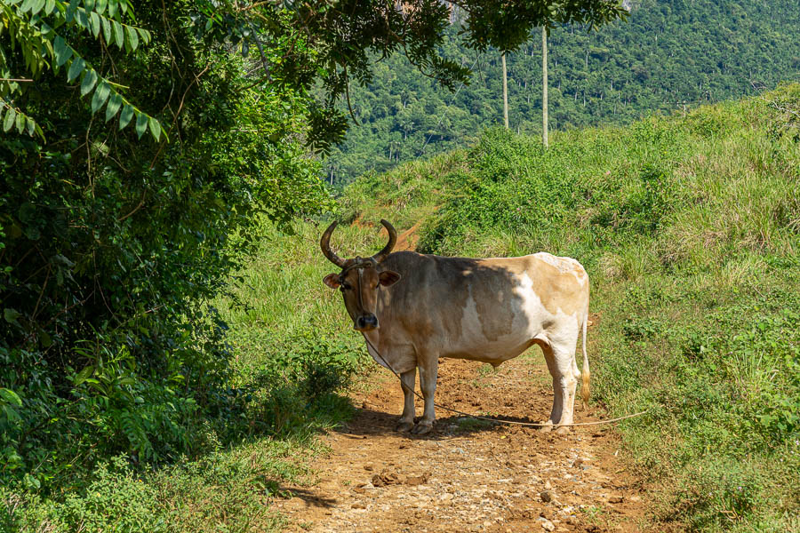 Mil Cumbres : taureau